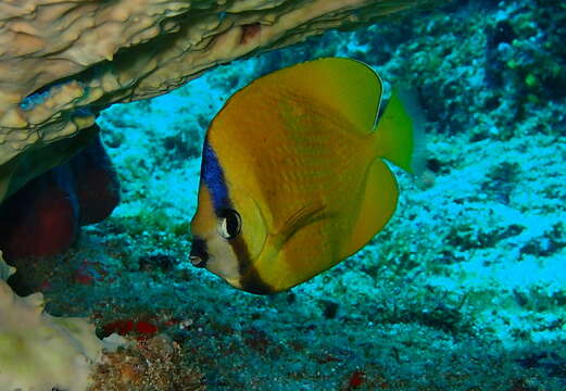 Image of Blacklip Butterflyfish