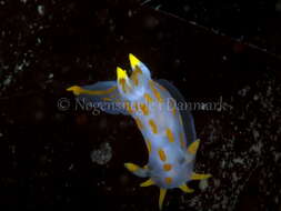 Image of Fourline nudibranch