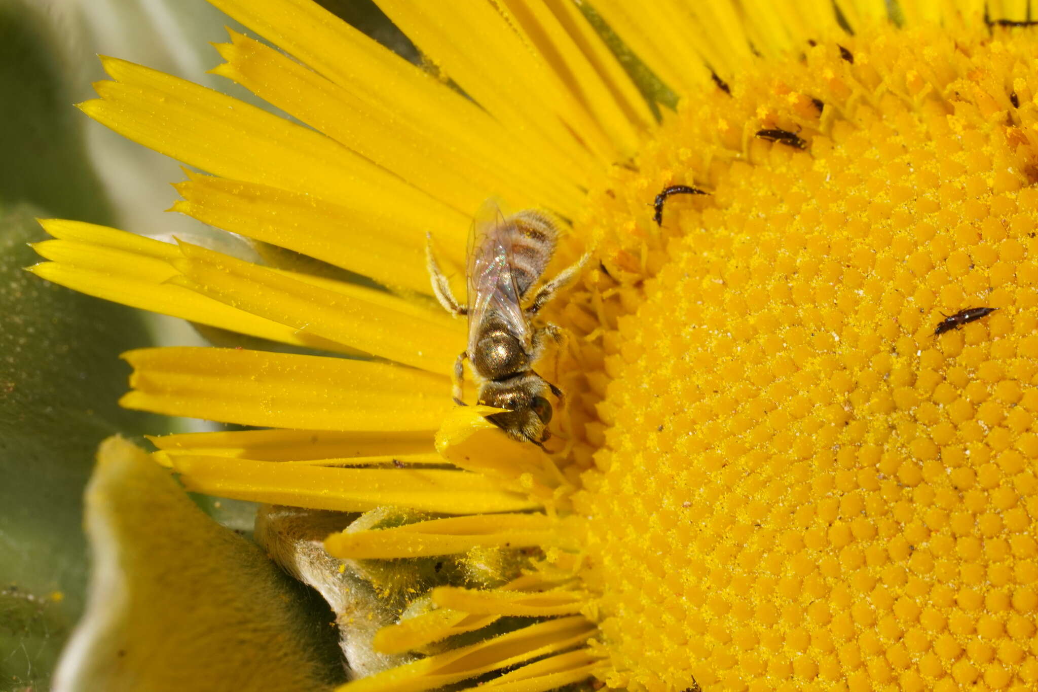 Image of Halictus concinnus Brullé 1840