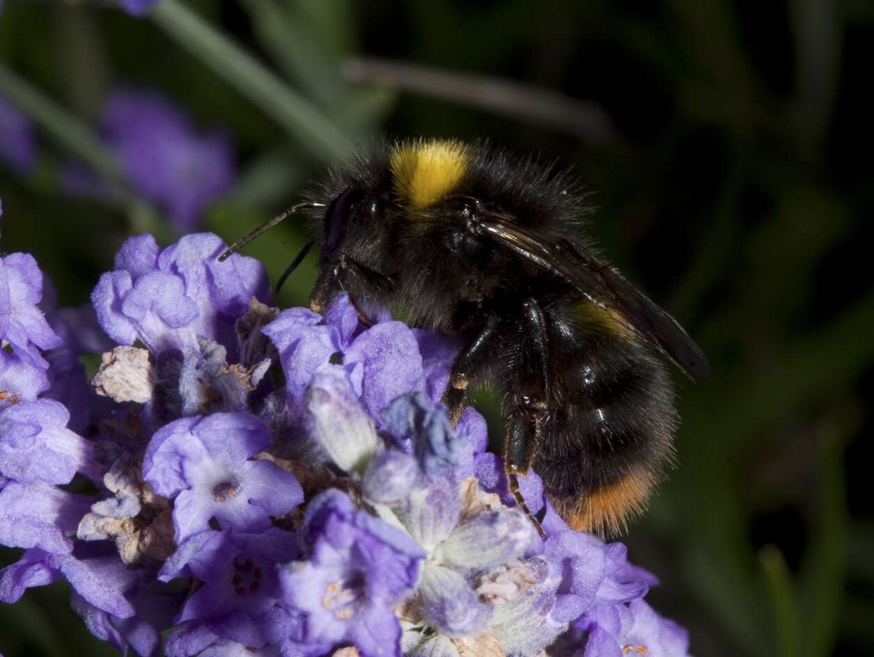 Plancia ëd Bombus pratorum (Linnaeus 1761)