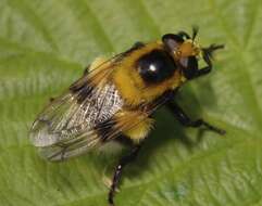 Image of Eristalis anthophorina (Fallen 1817)