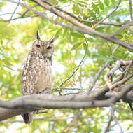 Image of Indian Eagle-Owl