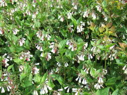 Image of European smoketree