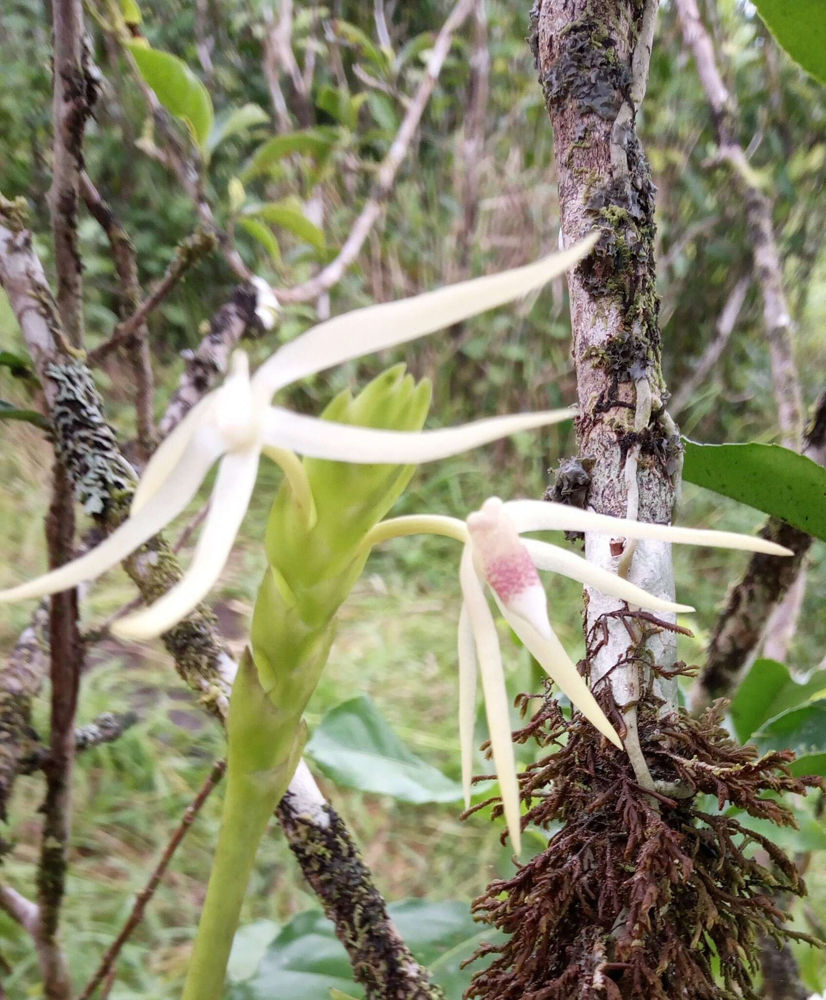 Image de Thrixspermum platystachys (F. M. Bailey) Schltr.