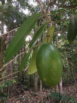 Image de Neocalyptrocalyx nectarea (Vell.) Hutchinson