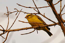 Image of Yellow-fronted Canary