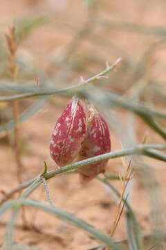 صورة Astragalus ceramicus Sheldon