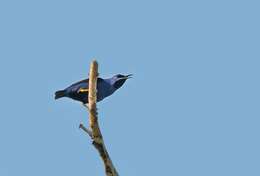 Image of Purple Honeycreeper