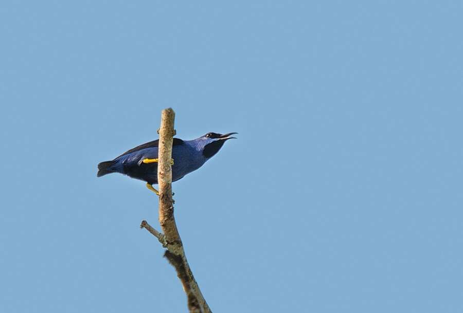 Image of Purple Honeycreeper