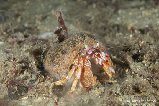 Слика од Hydractinia echinata (Fleming 1828)