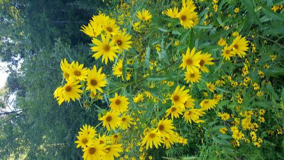 Sivun Helianthus grosseserratus M. Martens kuva