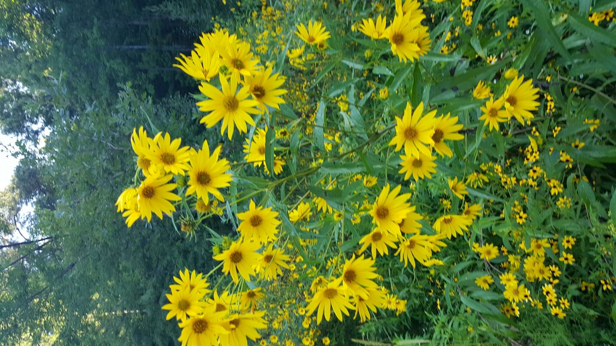 Sivun Helianthus grosseserratus M. Martens kuva