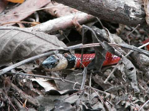 Image of West Mexican Coral Snake