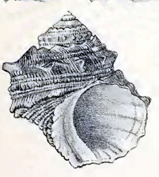 Image of Turbo saxosus W. Wood 1828