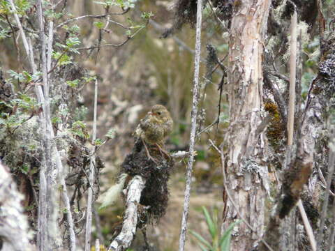 Image of Tawny Antpitta