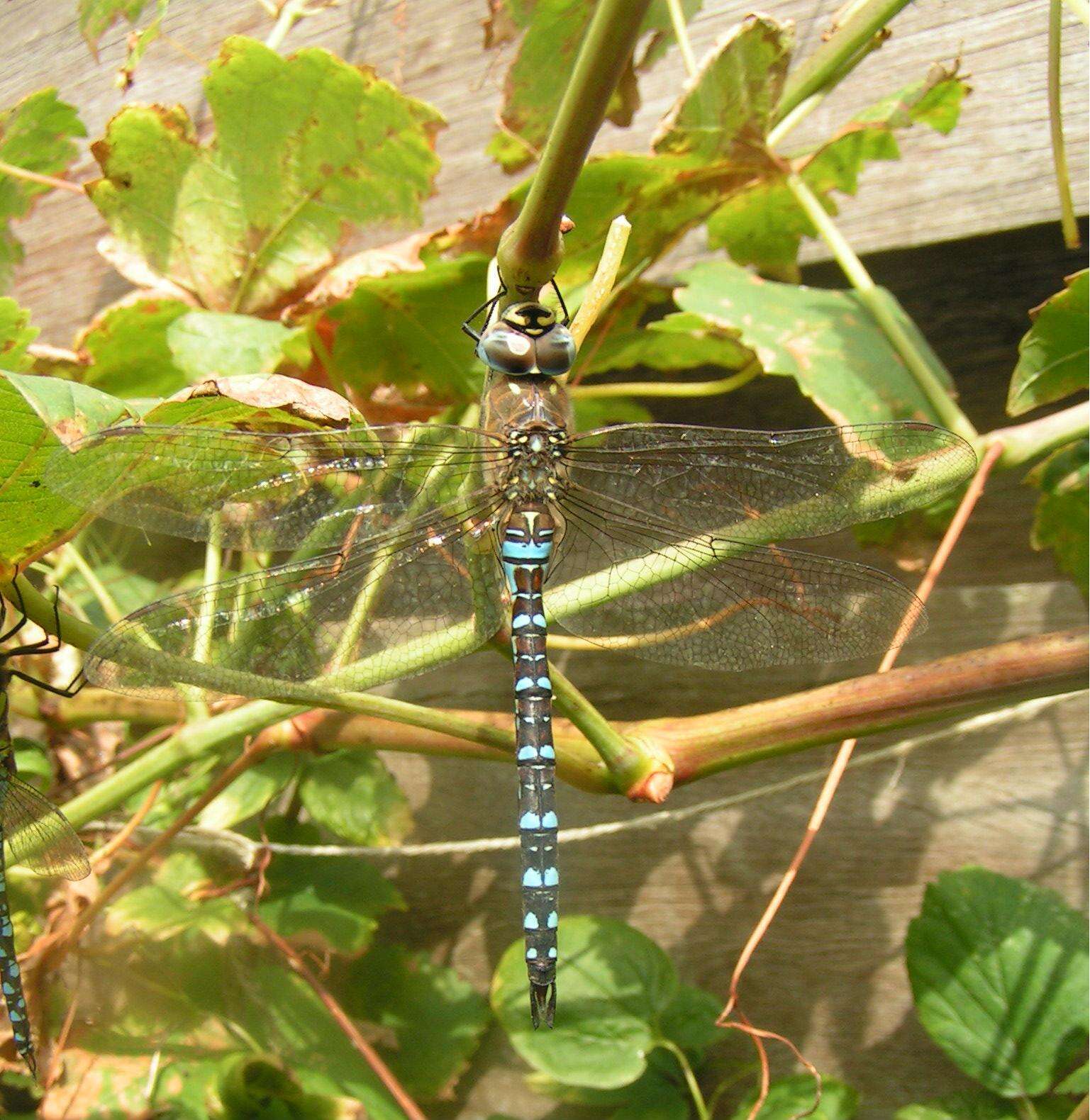 Image of Migrant Hawker