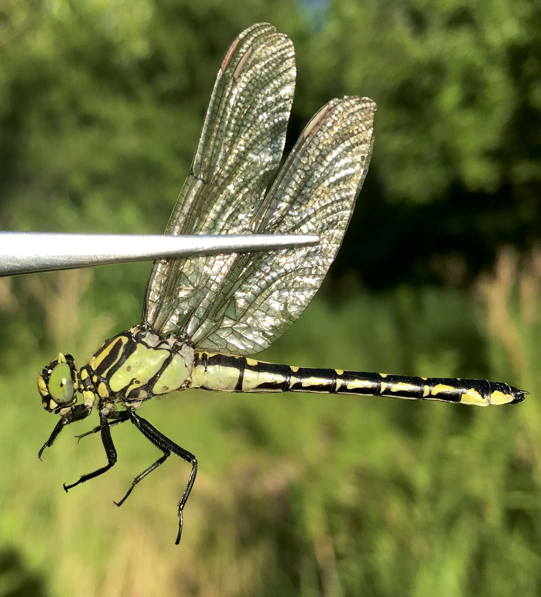 Image of Shaogomphus schmidti (Asahina 1956)