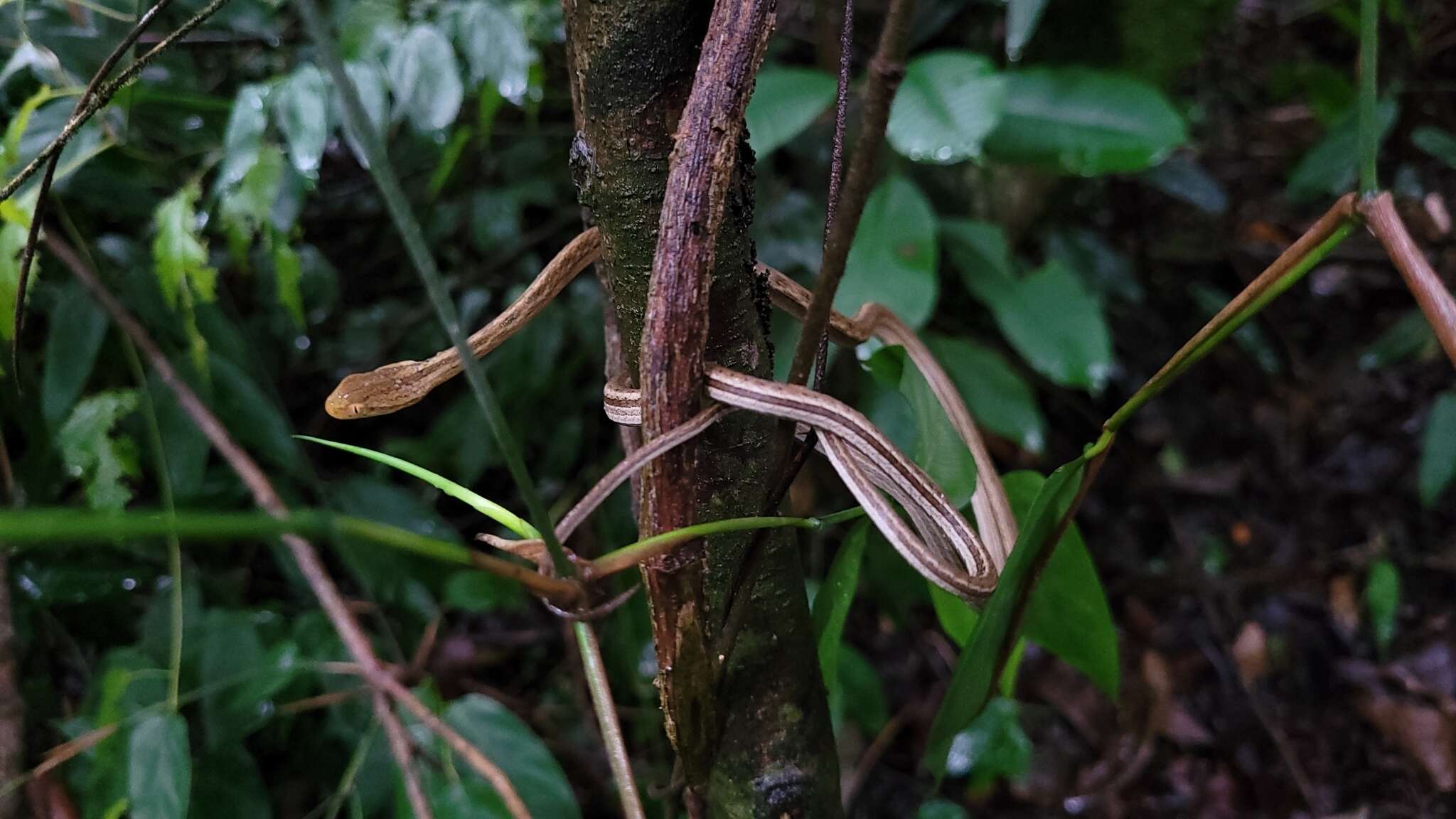 Слика од Thamnodynastes Wagler 1830