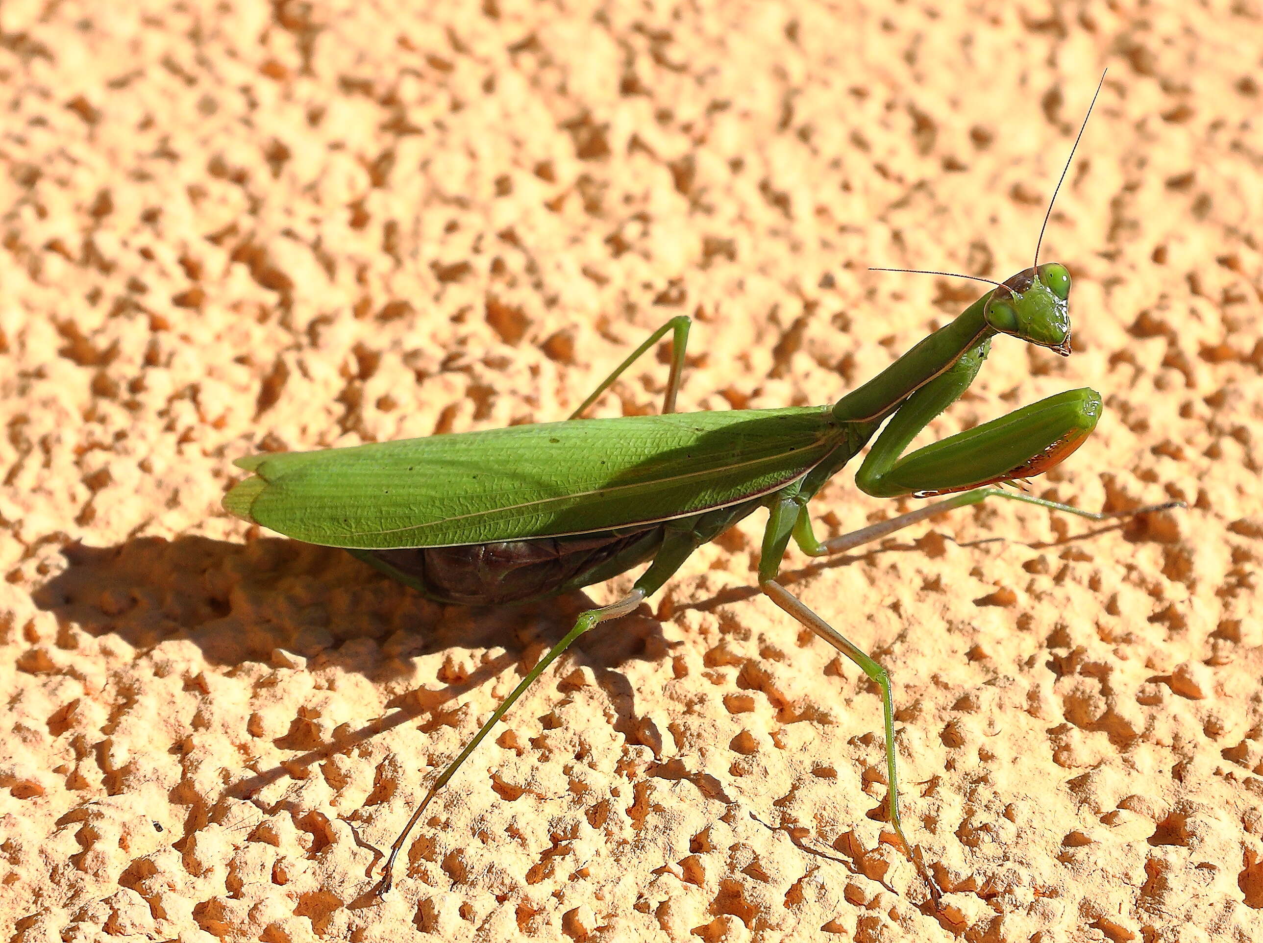 Image of Mantis