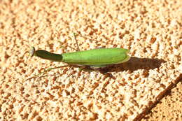 Image of Mantis