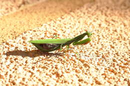 Plancia ëd Mantis