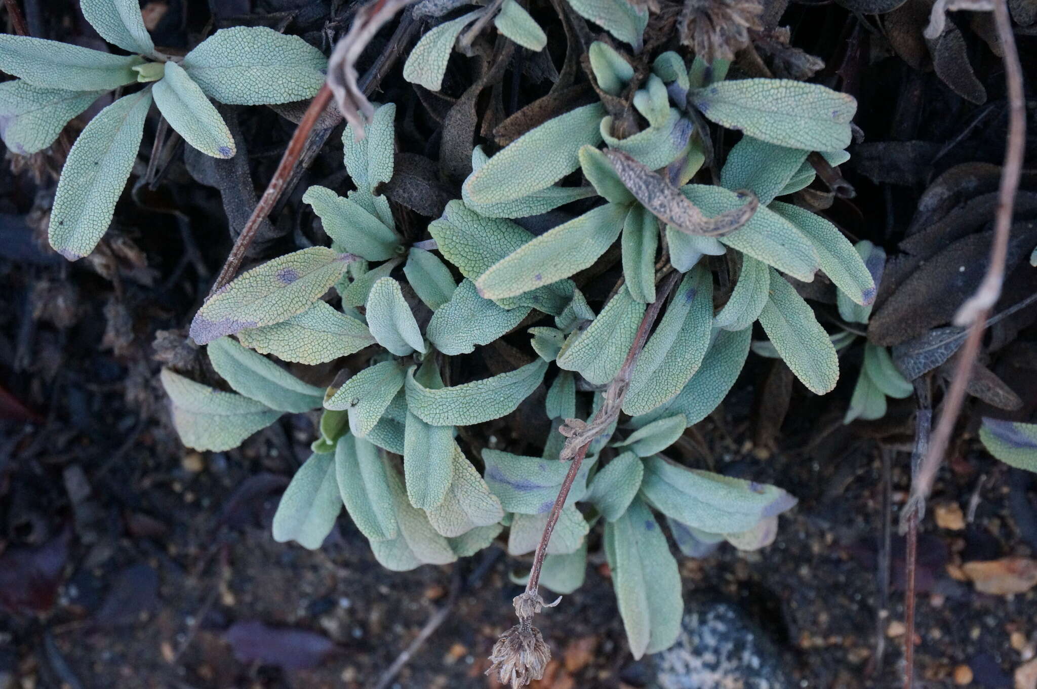 Imagem de Salvia sonomensis Greene