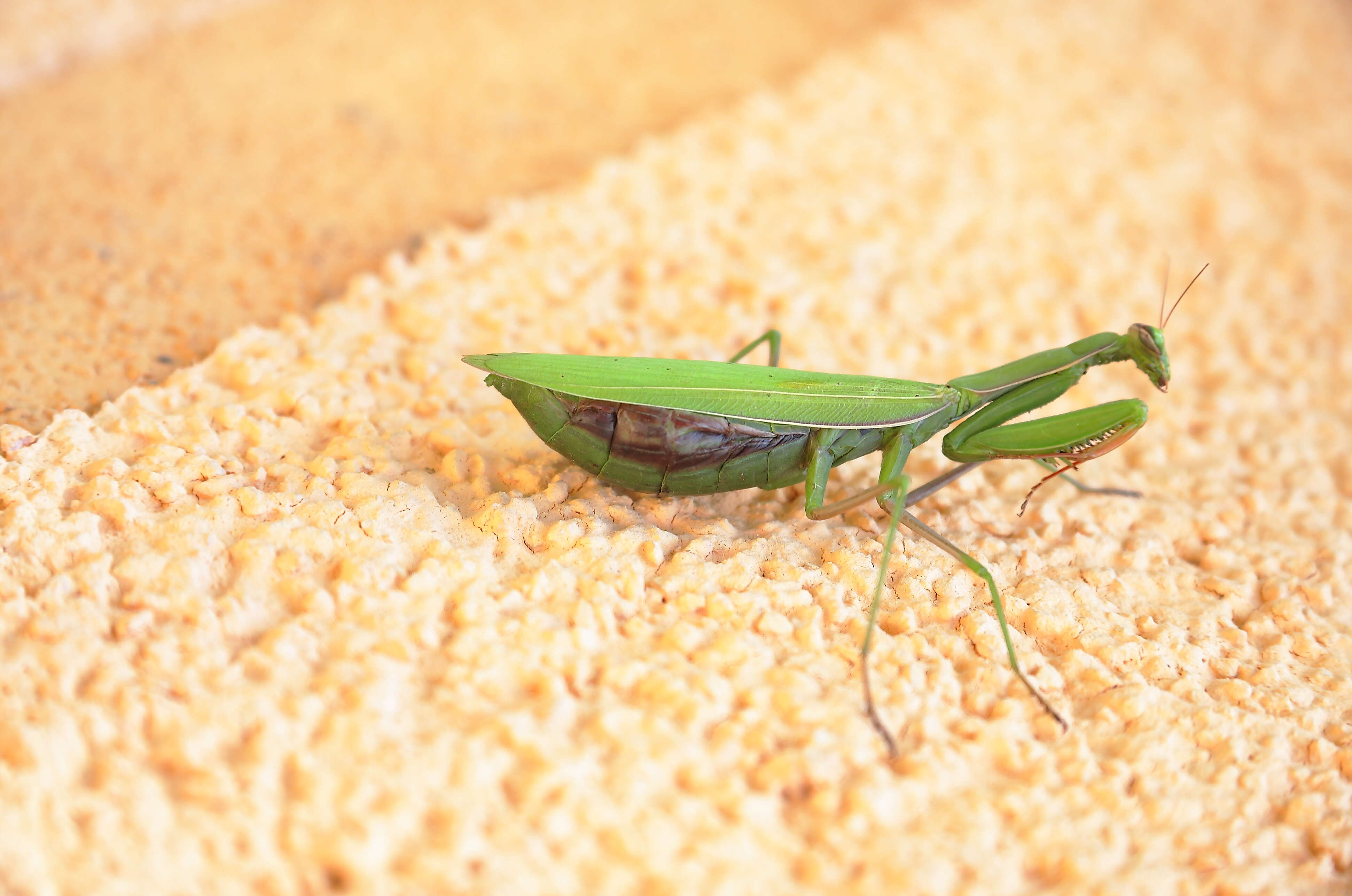 Image of Mantis