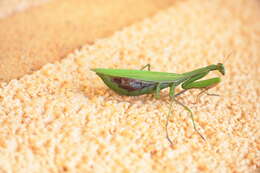 Image of Mantis