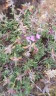 Image of Thymus gobicus Czern.