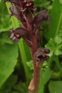 Imagem de Orobanche gamosepala Reuter