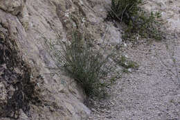 Image of Santa Catalina Mountain phlox