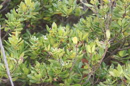 Image of Stenostomum myrtifolium Griseb.