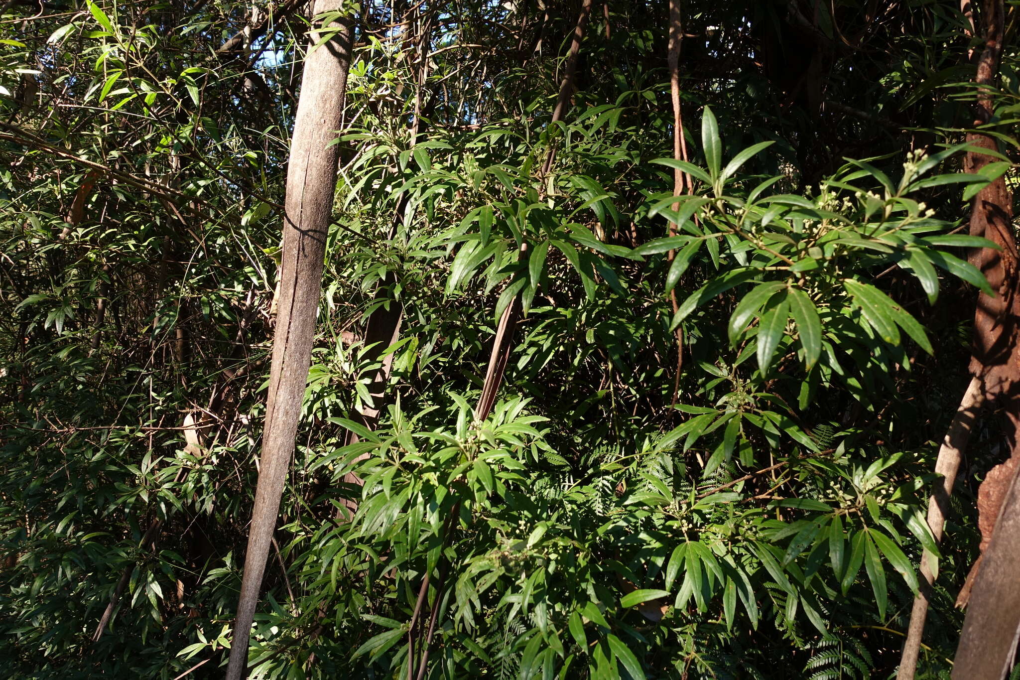 Image of Zieria arborescens subsp. arborescens