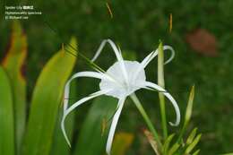 Image of green-tinge spiderlily