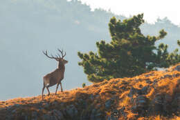 Image of Cervus elaphus brauneri Charlemagne 1920