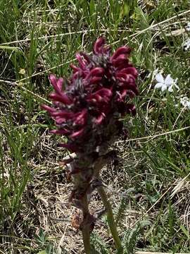 Imagem de Pedicularis cystopteridifolia Rydb.