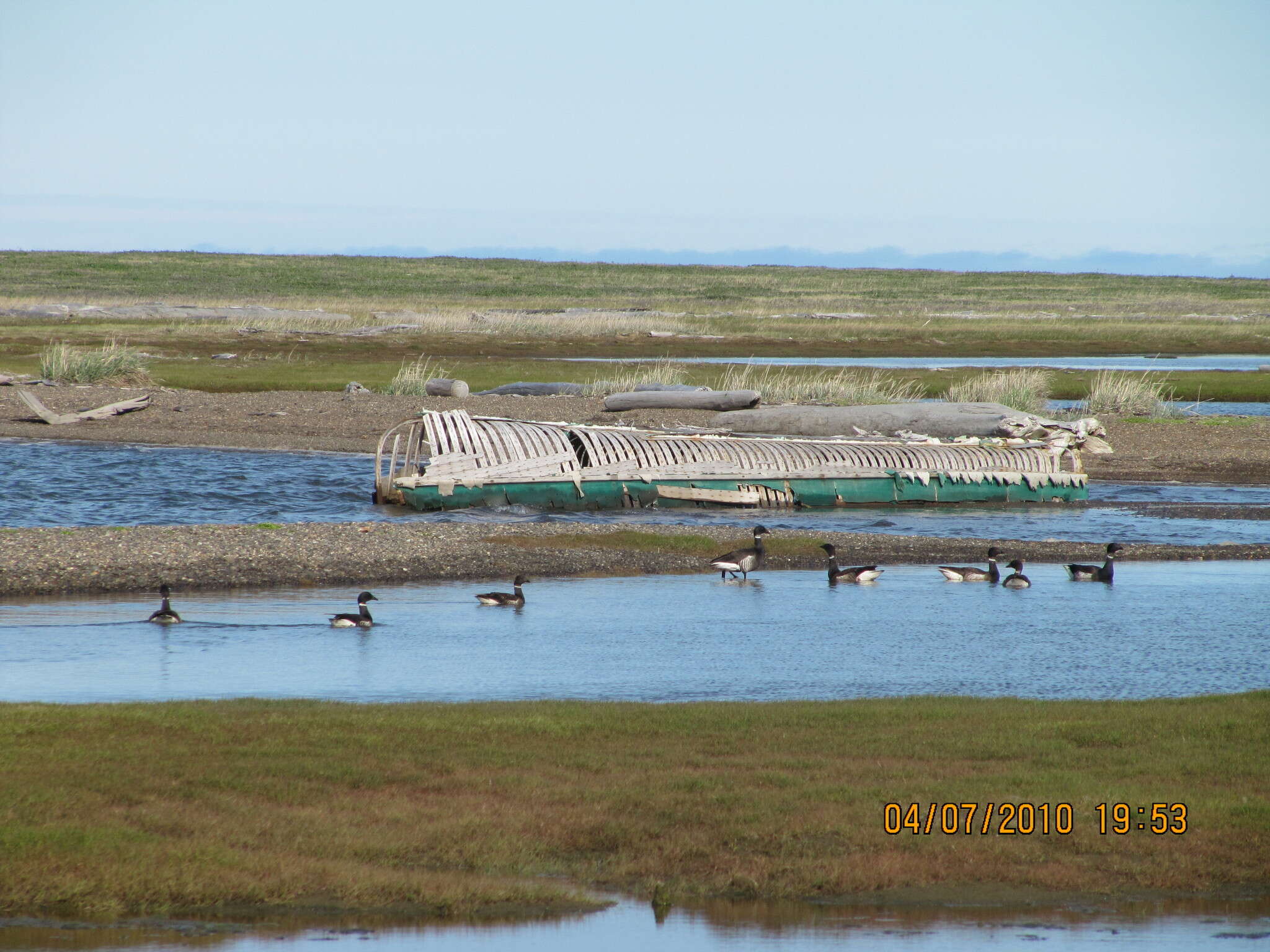 صورة Branta bernicla nigricans (Lawrence 1846)