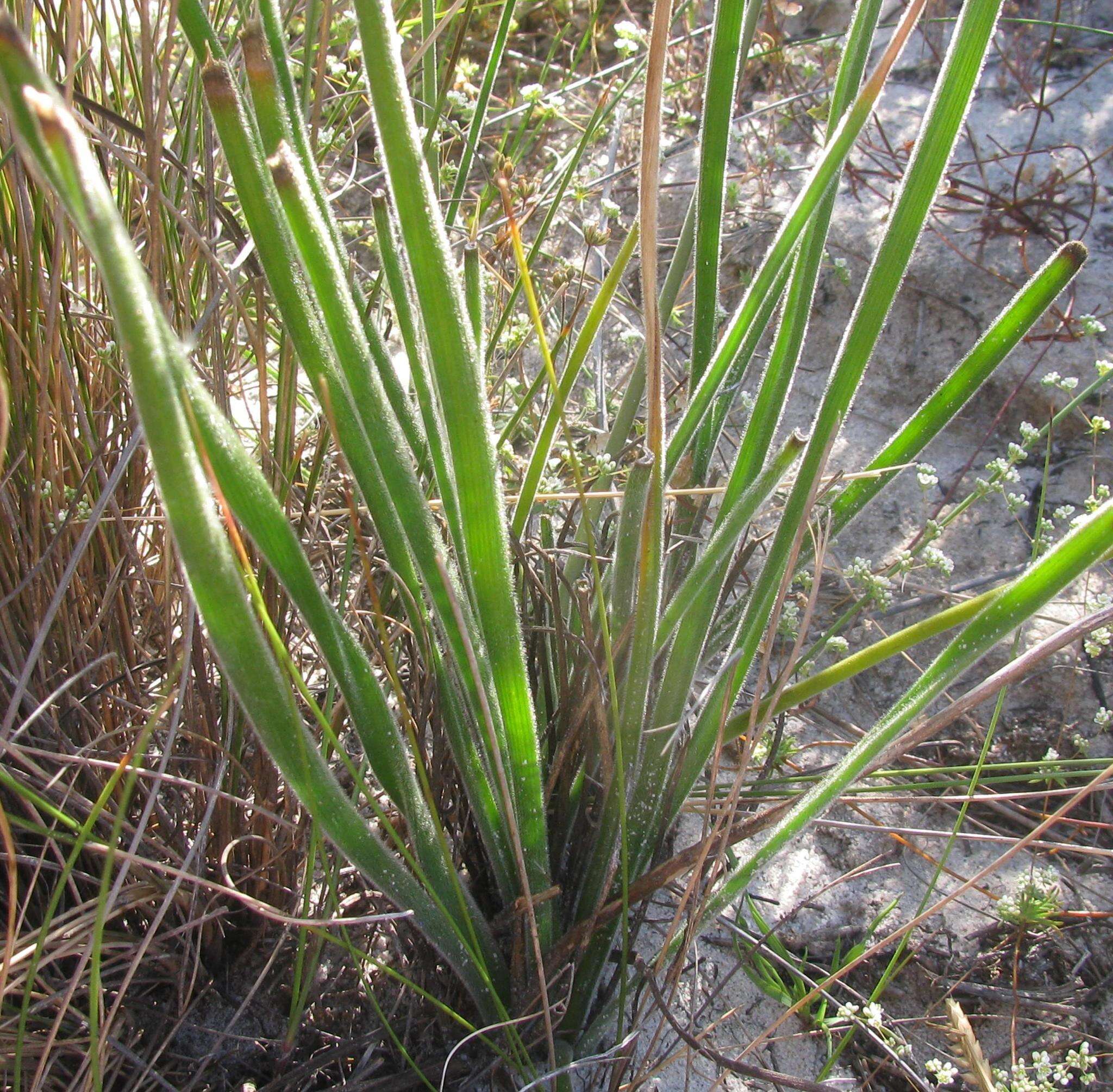 Image of Trachyandra hirsuta (Thunb.) Kunth