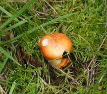 Image of Amanita xanthocephala (Berk.) D. A. Reid & R. N. Hilton 1980