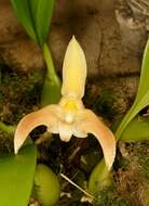 Imagem de Bulbophyllum lobbii Lindl.