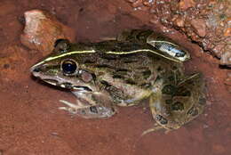 Image of Bull Frog