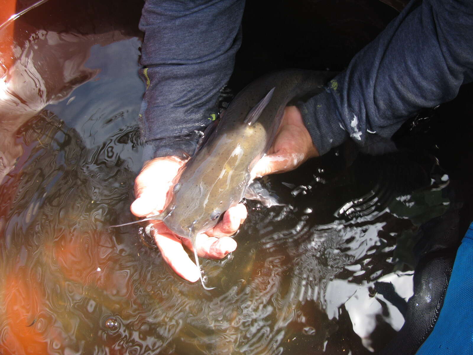 Image of Balsas catfish