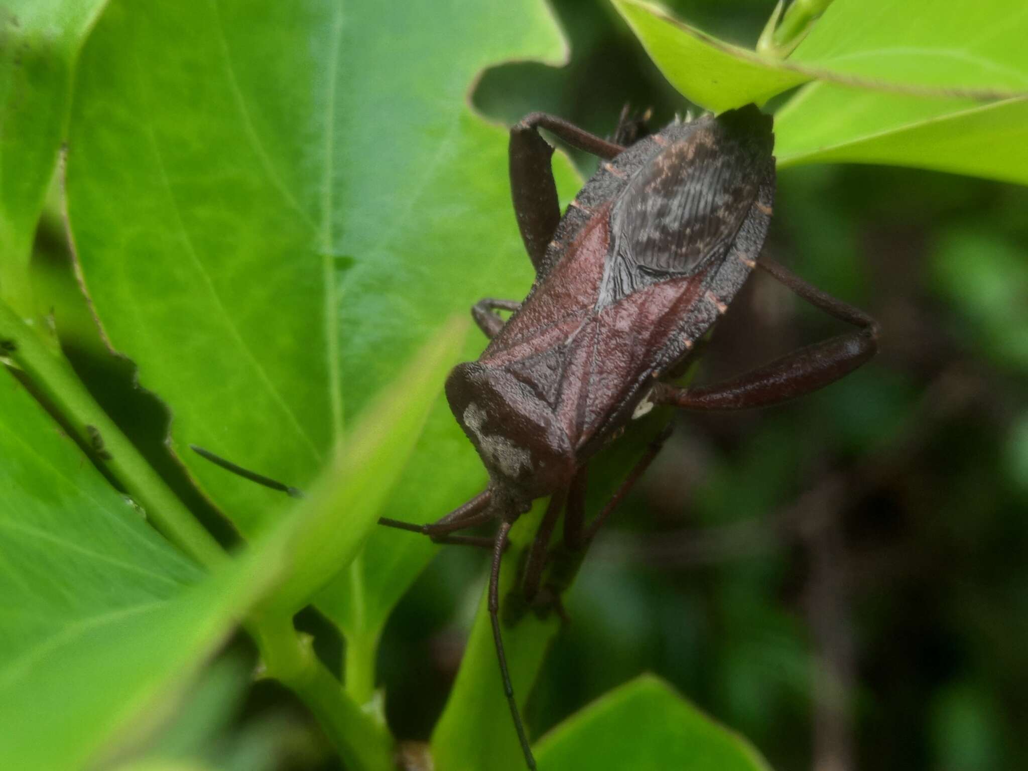 Слика од Mictis tenebrosa (Fabricius 1787)