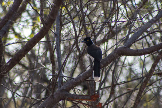 Image of White-naped Jay