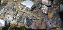 Image of Siberian salamanders