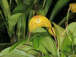 Image of Masdevallia triangularis Lindl.