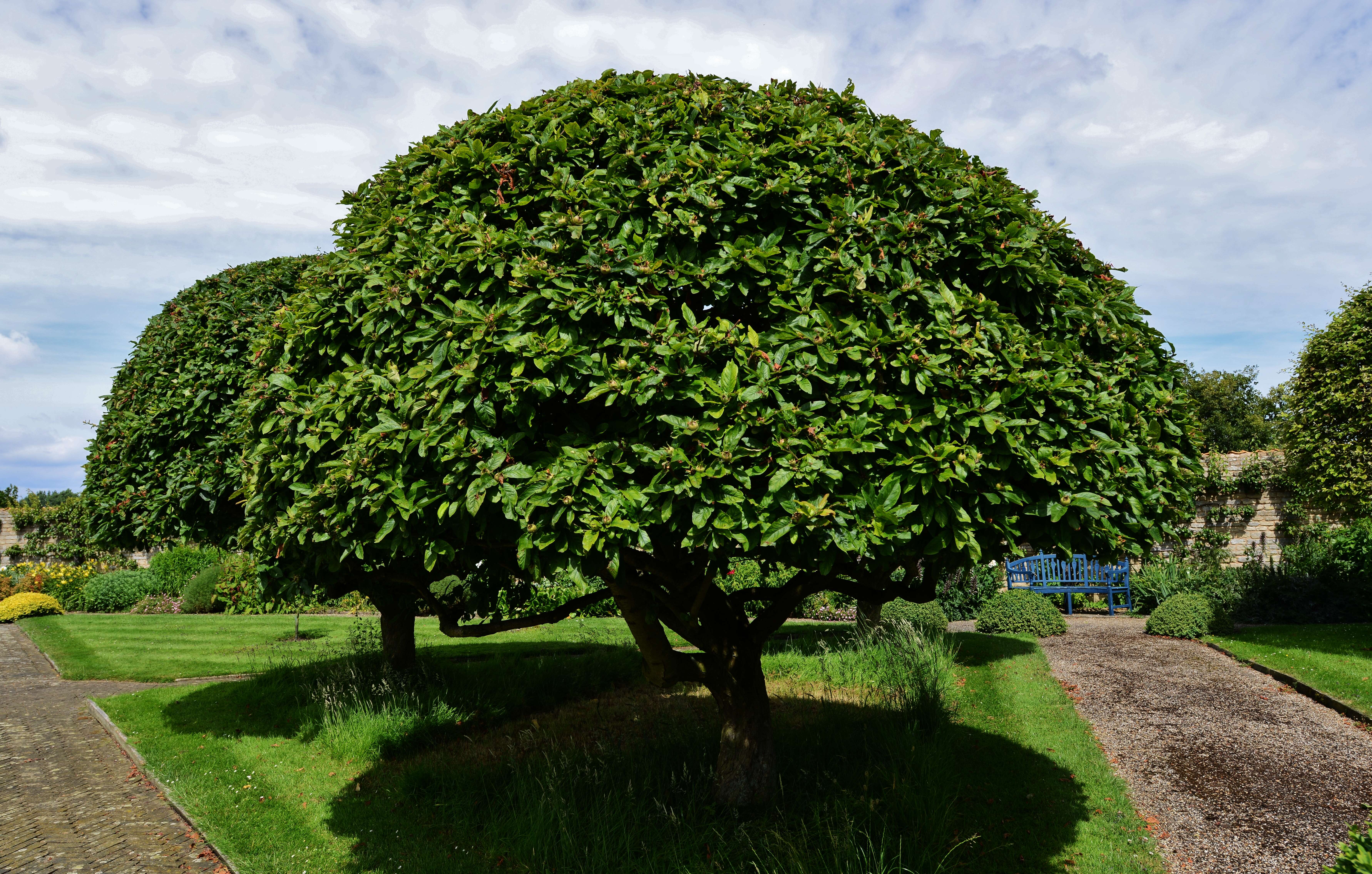 Image of Medlar