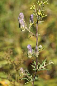 Aconitum volubile var. pubescens Regel的圖片