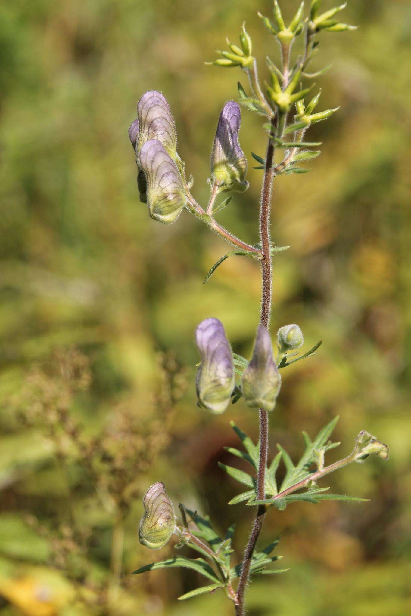 Aconitum volubile var. pubescens Regel的圖片