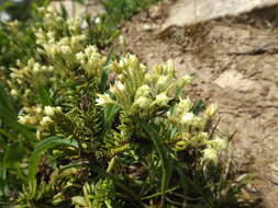 Image of Yellow Mountain-Heath